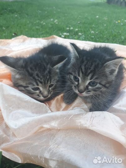 Котодети в добрые ручки