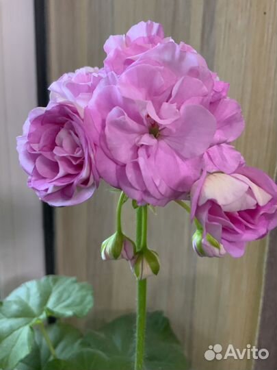 Пеларгонии коллекционные
