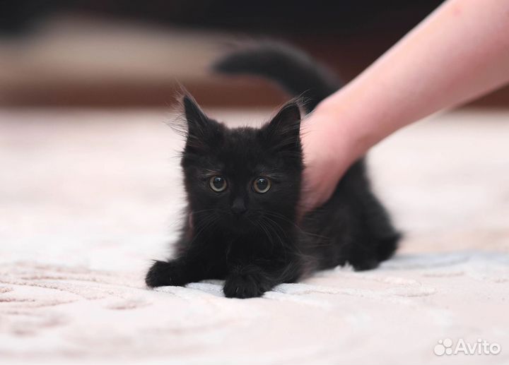 Котята в добрые руки девочка