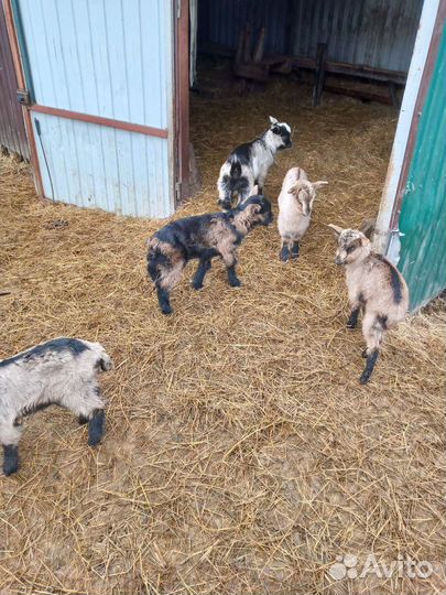 Чешский козел 2 года, чистокровный,козы котные