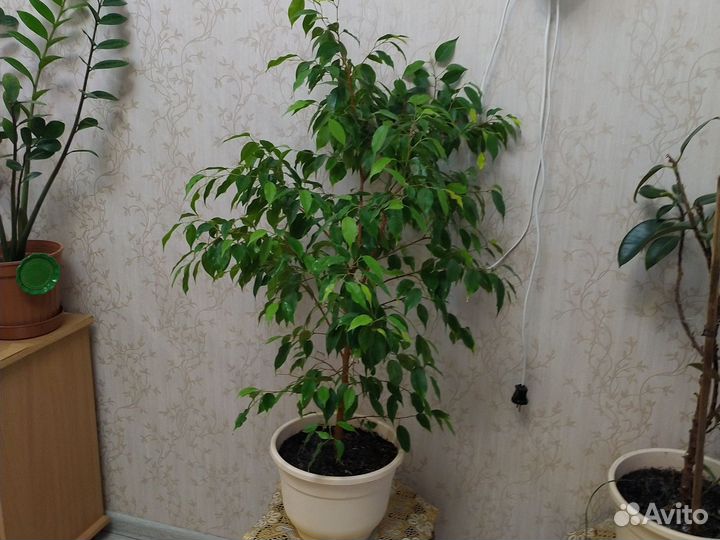 Фикус бенджамина