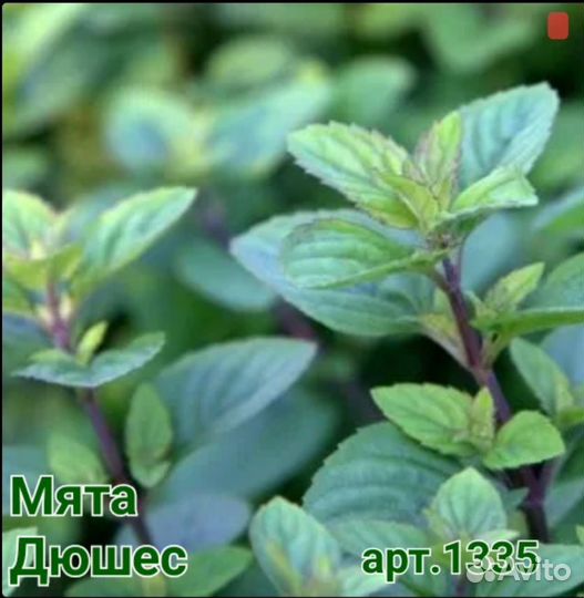 Мята с фруктовым ароматом