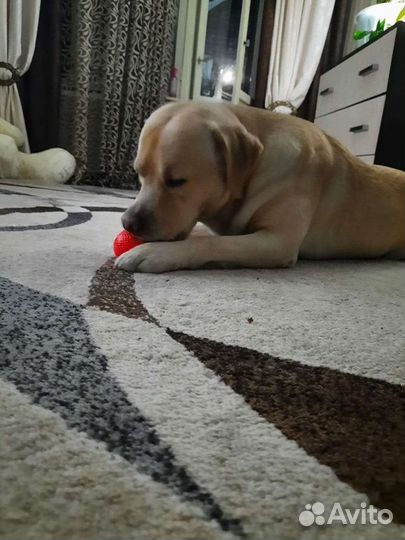 Лабродорчик ищет девочку для вязки,нам 4 годика