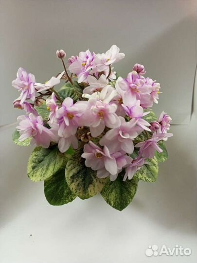 Сортовые фиалки мини