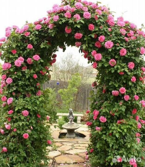 Розы саженцы Луковицы тюльпанов лилии