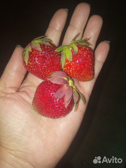 Саженцы малины и виктории