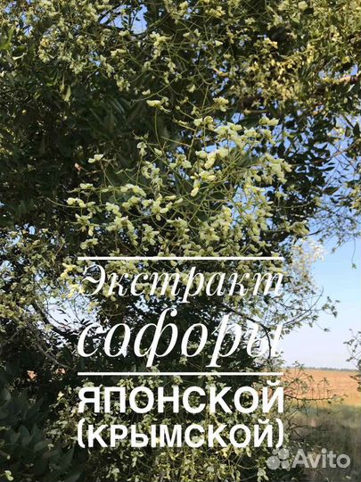 Софора японская