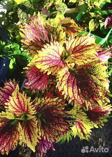 Рассада самые красивые сорта