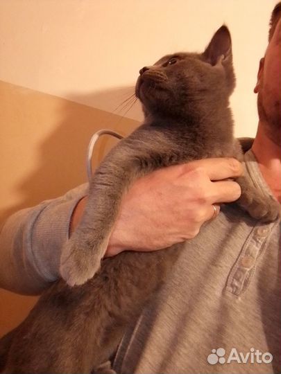 Котик бесплатно