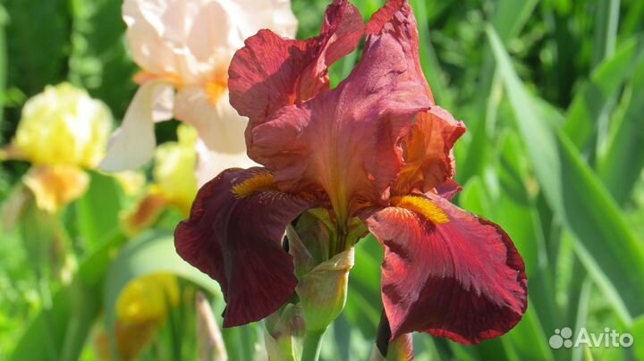 Ирисы сортовые