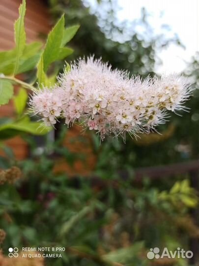 Спирея розовая, взрослый куст