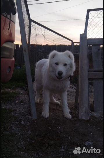 Отдаем щенков сао помесь