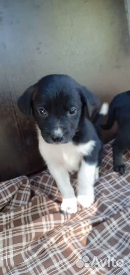 Щенок мальчик метис лабрадора