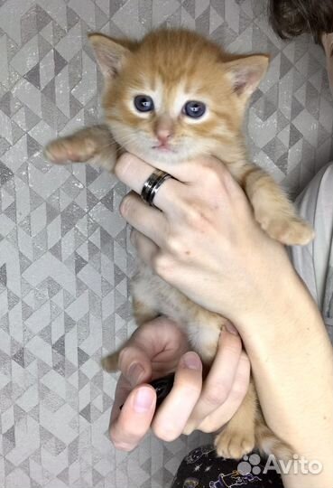 Отдам котенка