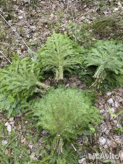 Веники пихтовые для бани