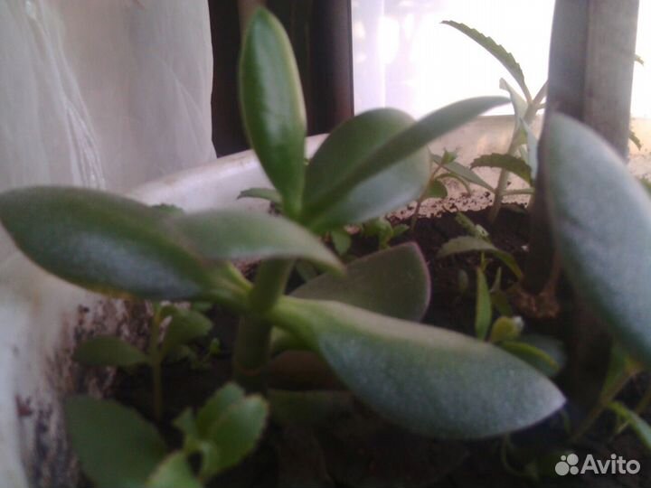 Живое дерево