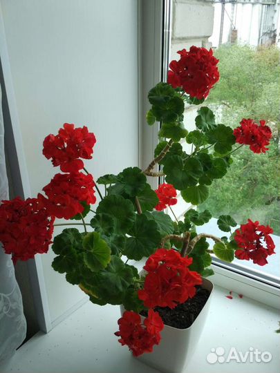 Герань пеларгония