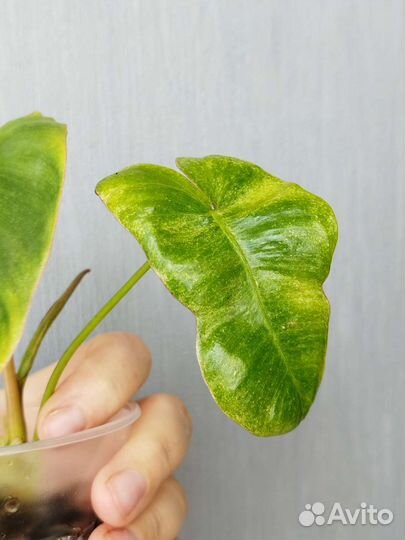 Филодендроны