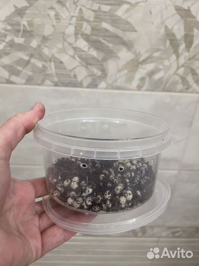 Улитка ахатина