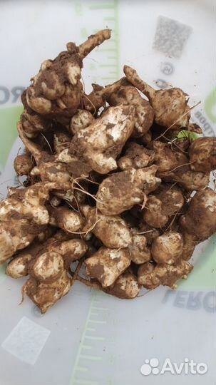 Клубни топинамбура 20 тонн