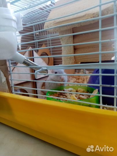 Мышь песчанка