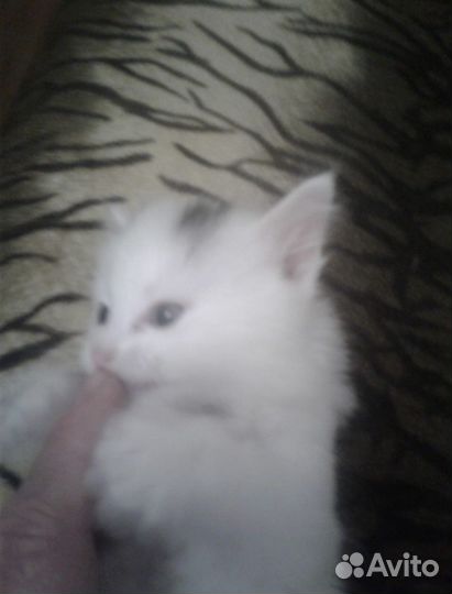 Отдам в хорошие руки