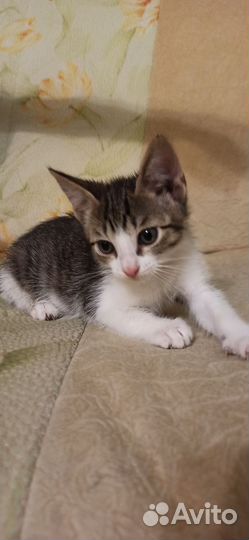 Котик