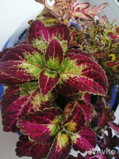 Колеусы сортовые, срез черенка