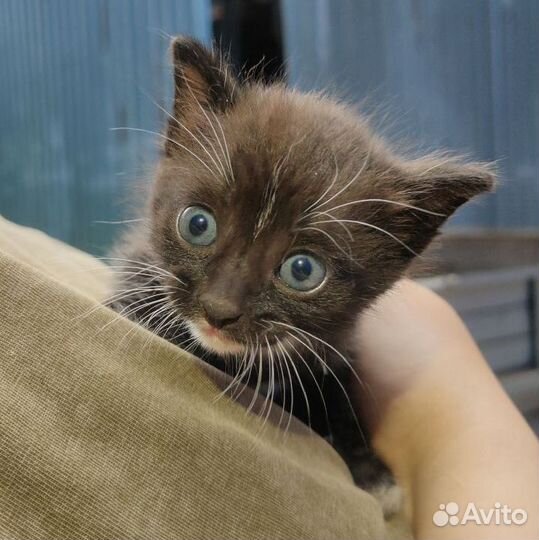 Котята в добрые руки бесплатно