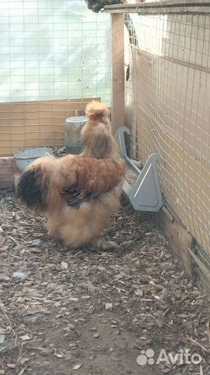 Китайские шёлковые куры