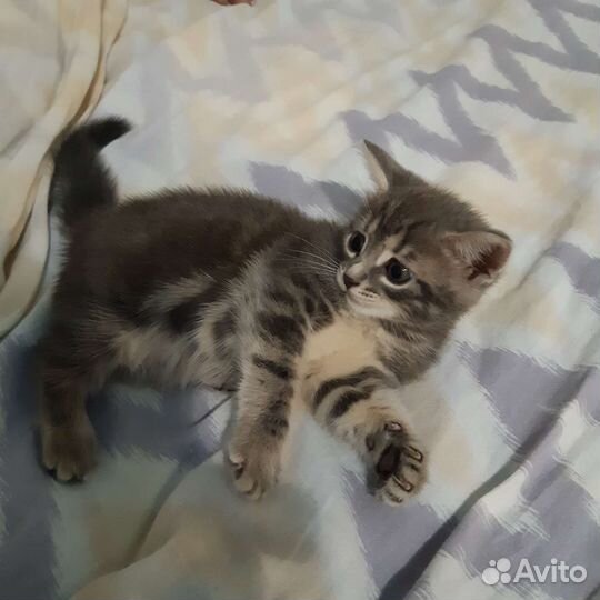 Котенок в дар бесплатно