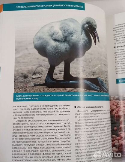 Красная книга России. Новая книга