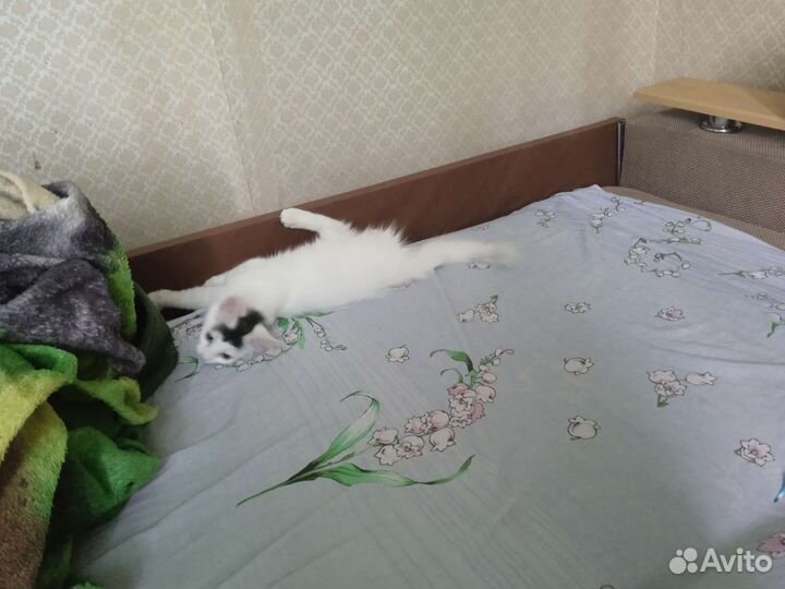 Отдам бесплатно двух милых кошечек