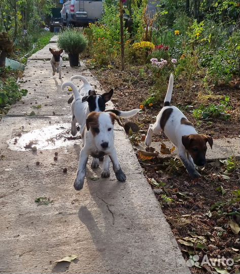 Фокстерьер