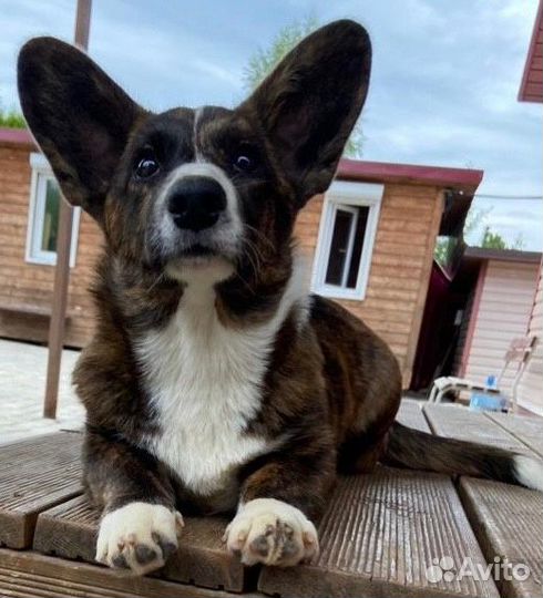 Вельш корги кардиган тигровая деаочка