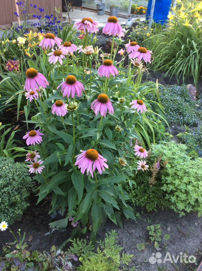 Анемона японская