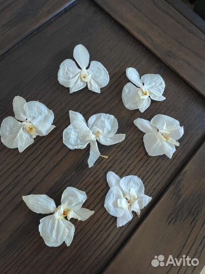 Сушеные цветы фаленопсиса белого
