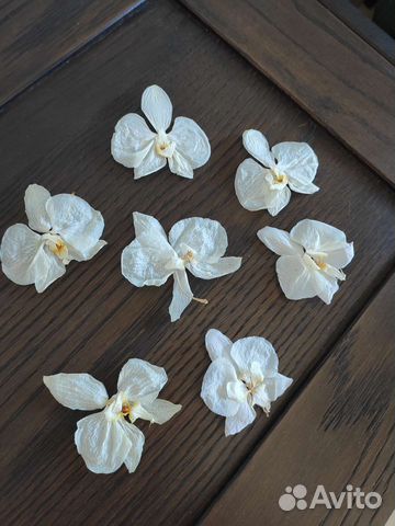 Сушеные цветы фаленопсиса белого