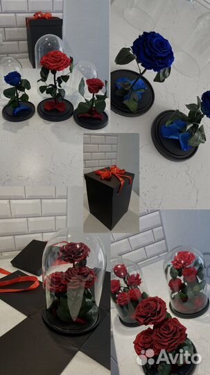 Живая роза в Колбе