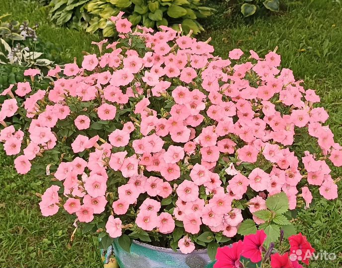 Петуния Тайдал