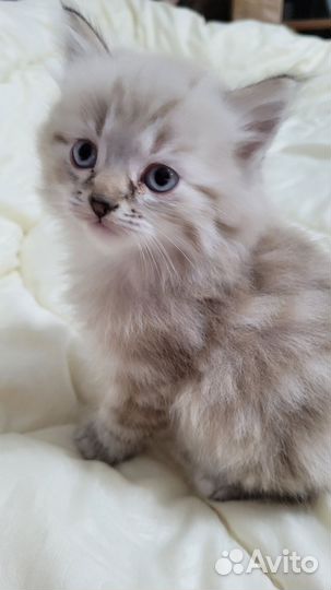 Котята