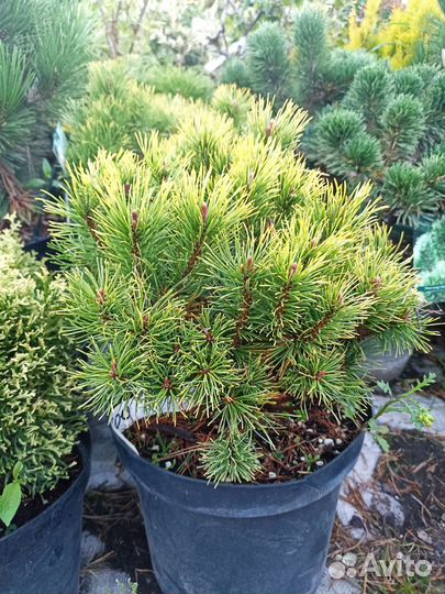 Сосна горная