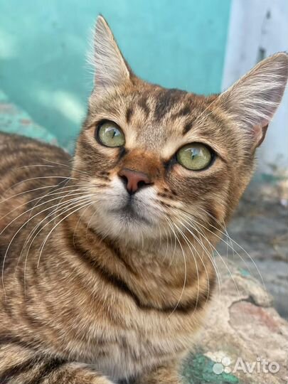 Очень нужен дом