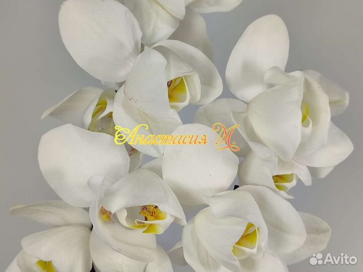 Фаленопсис бабочка