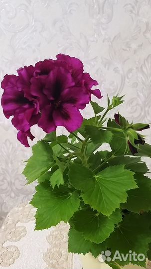 Королевские пеларгонии