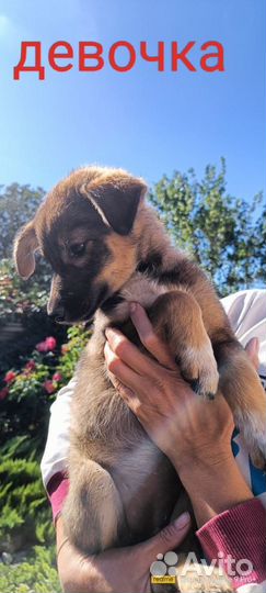 Левретка в добрые руки