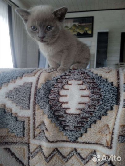 Бурманская