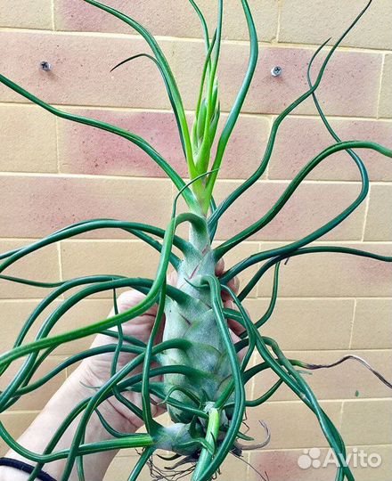 Тилландсия