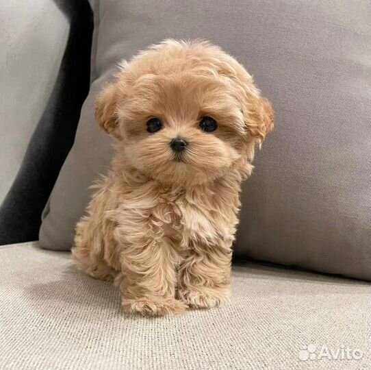 Мальтипу микро