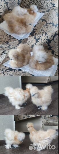 Цыплята. Китайские Шёлковые